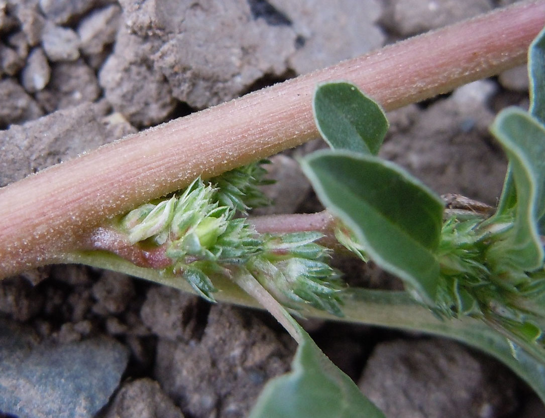 Matt Lavin (https://www.flickr.com/photos/plant_diversity/5133160200)